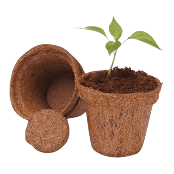 Chậu xơ dừa ươm cây trồng giá rẻ bến tre